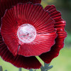 Red Poppy with Solar Bulb (FLOWER002)